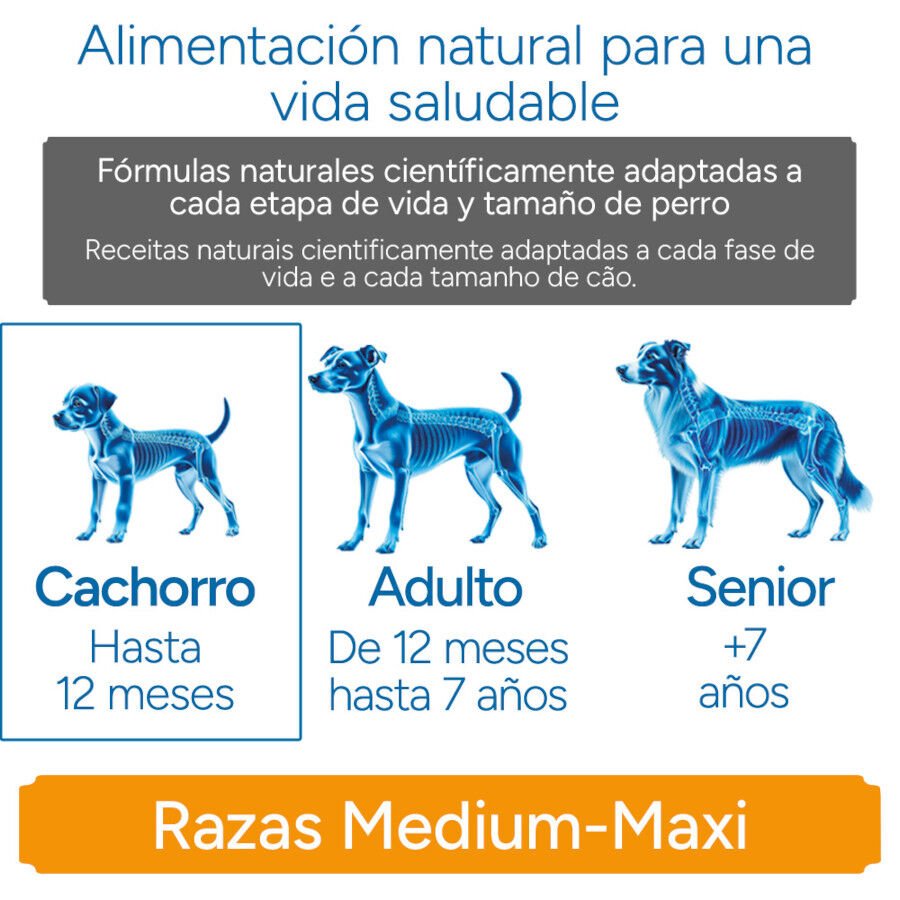 Criadores Cient&iacute;fico Medium-Maxi Ra&ccedil;&atilde;o de frango para cachorros, , large Imagem n&uacute;mero 11