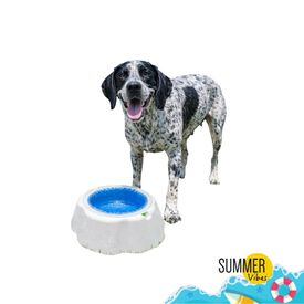 Summer Vibes Cool Bowl Small Comedouro para c&atilde;es