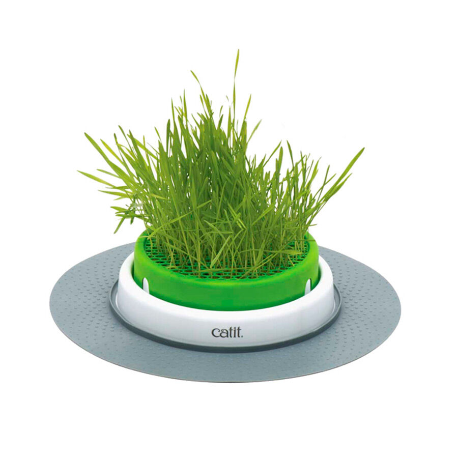 Germinador de Hierba Gatera Catnip 2.0 de Catit para gato Imagem n&uacute;mero 1