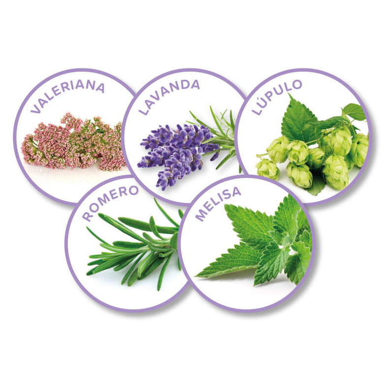 Beaphar No Stress difusor e Recargas de Aroma Suavizantes de Gato,  Imagem número 3 Beaphar No Stress difusor e Recargas de Aroma Suavizantes de Gato, , large Imagem número 3