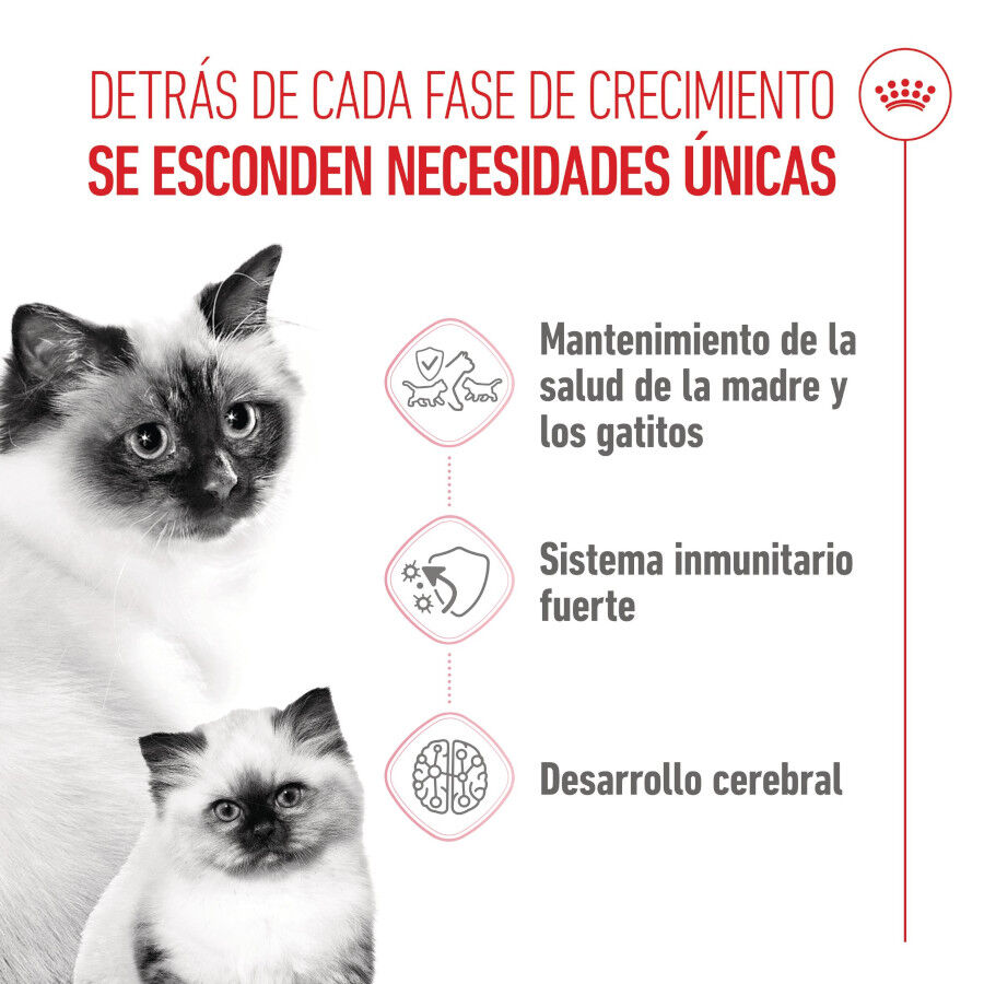 10 kg Royal Canin Mother & Baby ra&ccedil;&atilde;o para gatos, , large Imagem n&uacute;mero 3