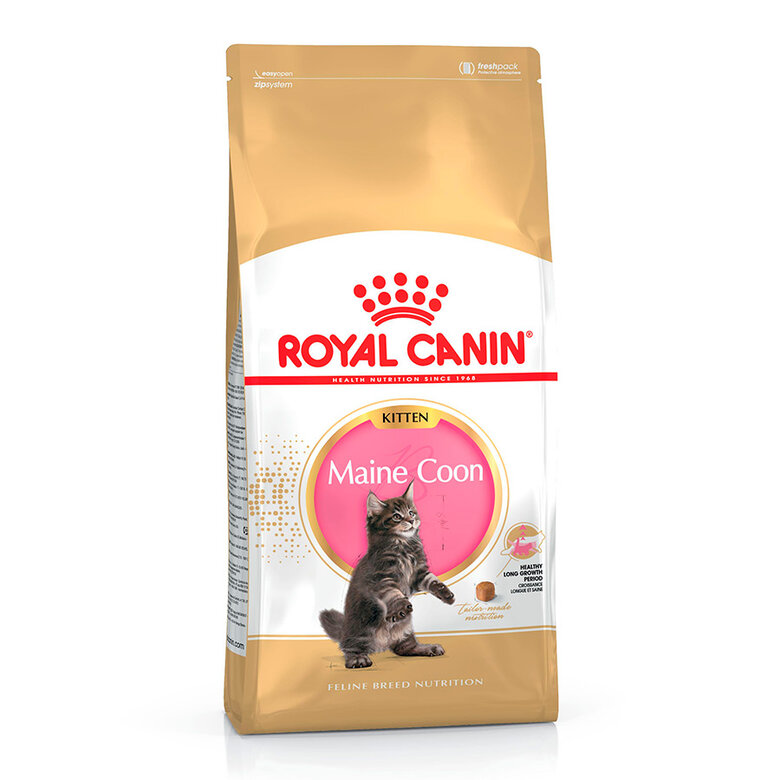 Royal Canin Kitten Maine Coon ração para gatinhos, , large image number null