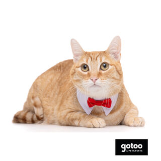 Gotoo Laço vermelho para gatos