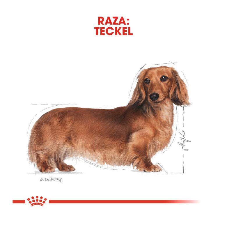 Royal Canin Saquetas de Patê para Teckel, , large image number null
