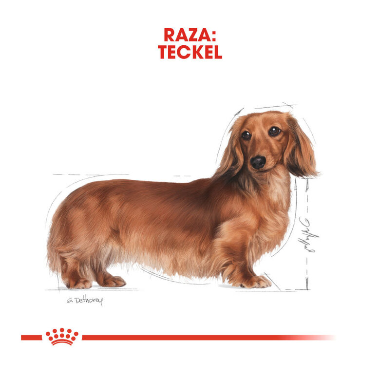 85 g Royal Canin Saquetas de Patê para Teckel,  Imagem número 4 85 g Royal Canin Saquetas de Patê para Teckel, , large Imagem número 4