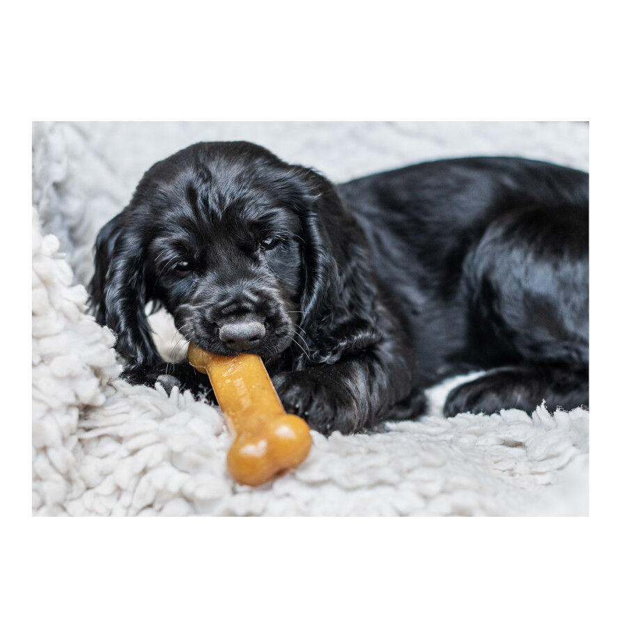 Nylabone Chew Frango Osso Mordedor para cachorros, , large Imagem n&uacute;mero 3