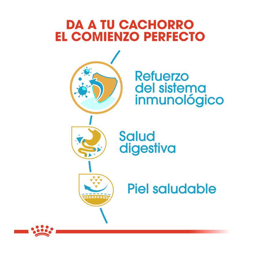 10 kg Royal Canin Puppy Bulldog Franc&ecirc;s ra&ccedil;&atilde;o para c&atilde;es, , large Imagem n&uacute;mero 6