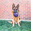 Kong Flexball Bola para cães, , large Indicador imagem número 2