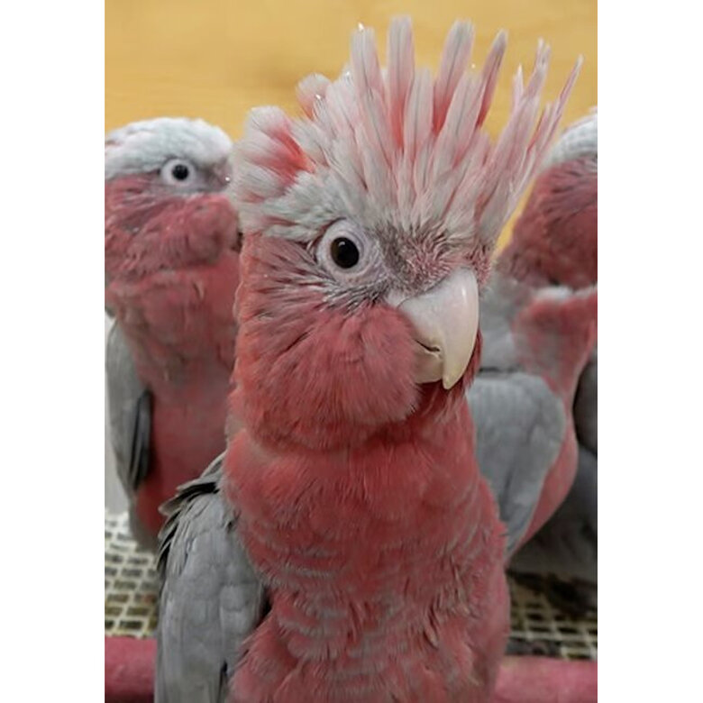 Psittacus Mini ração para pássaros pequenos,  Imagem número 4 Psittacus Mini ração para pássaros pequenos, , large Imagem número 4