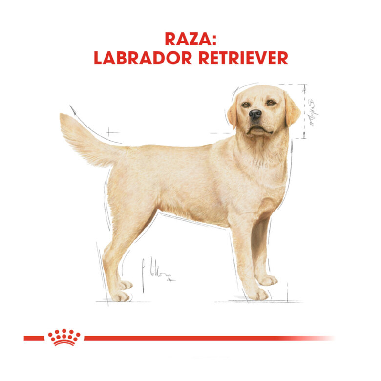 Royal Canin Adult Labrador Retriever ração para cães, , large image number null
