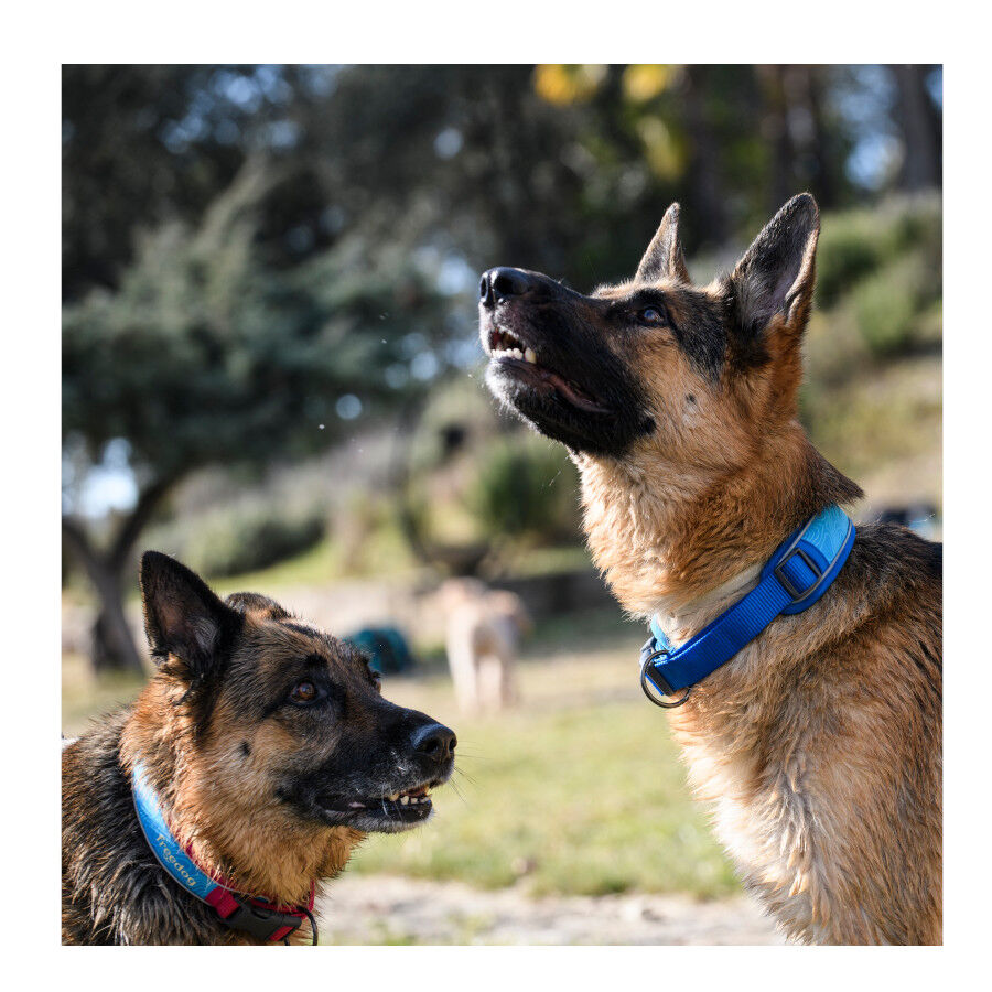 Freedog Cool Pro Tech Coleira Azul para c&atilde;es, , large Imagem n&uacute;mero 5