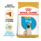 Royal Canin Carlino Puppy pienso para perros image number null