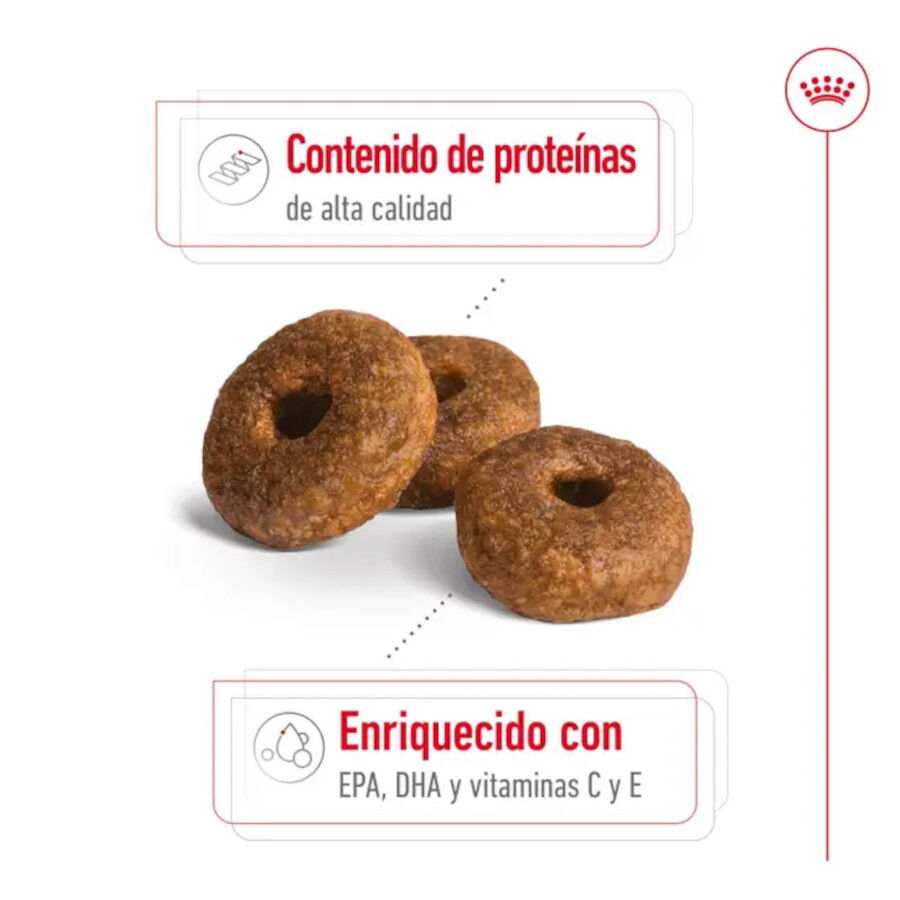 15 kg Royal Canin Medium 10+ Ageing ra&ccedil;&atilde;o para c&atilde;es, , large Imagem n&uacute;mero 5