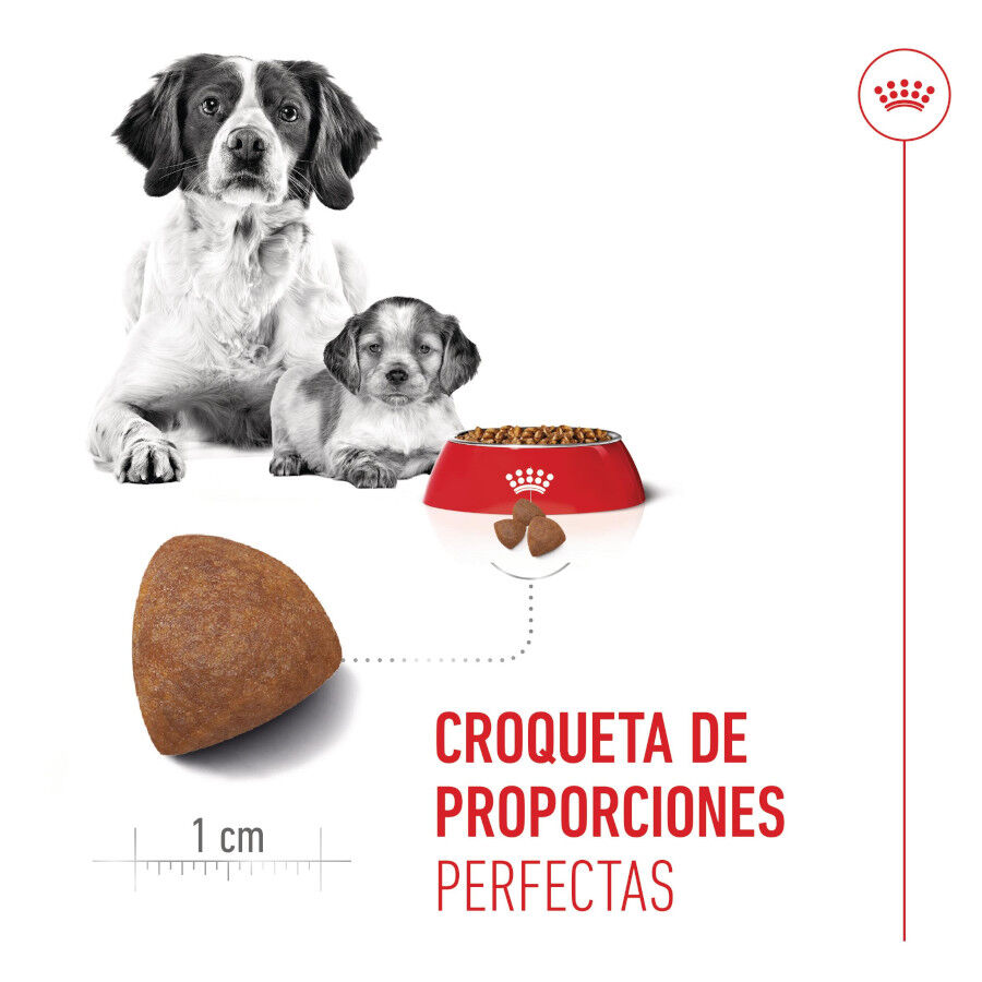 15 kg Royal Canin Medium Starter Mother&Baby ra&ccedil;&atilde;o para c&atilde;es, , large Imagem n&uacute;mero 5