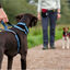 Halti Peitoral de Passeio Preto para cães, , large Indicador imagem número 3