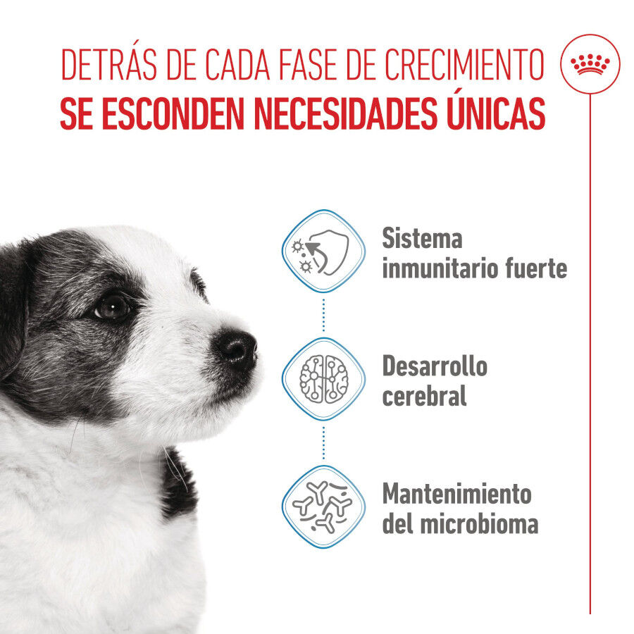 4 kg Royal Canin Mini Puppy ra&ccedil;&atilde;o para c&atilde;es, , large Imagem n&uacute;mero 3