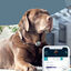 Sure Petcare Animo Monitor comportamental para cães, , large Indicador imagem número 2