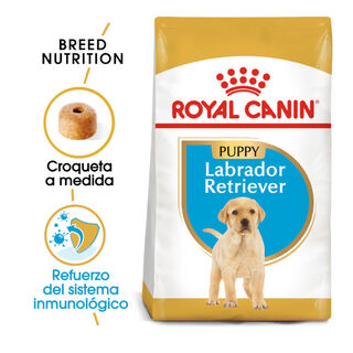 Royal Canin Puppy Labrador Retriever ração para cães