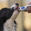 Virbac Nutriplus Suplemento em Gel para cães e gatos, , large Indicador imagem número 4