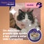 6 barritas Feliway Ceva Happy Snacks de Salm&atilde;o para gatos, , large Indicador imagem n&uacute;mero 2