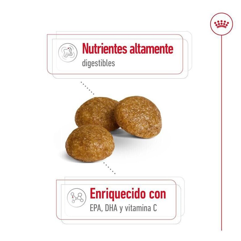 3 kg Royal Canin X-Small Adult ração para cães,  Imagem número 3 3 kg Royal Canin X-Small Adult ração para cães, , large Imagem número 3