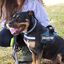 Julius K-9 IDC Peitoral Verde para cães, , large Indicador imagem número 5