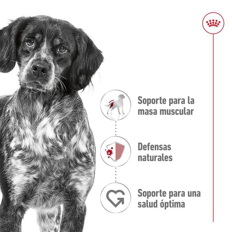 18 kg (15 + 3 kg &iexcl;gratis!) Royal Canin Medium Adult ra&ccedil;&atilde;o para c&atilde;es, , large Imagem n&uacute;mero 5
