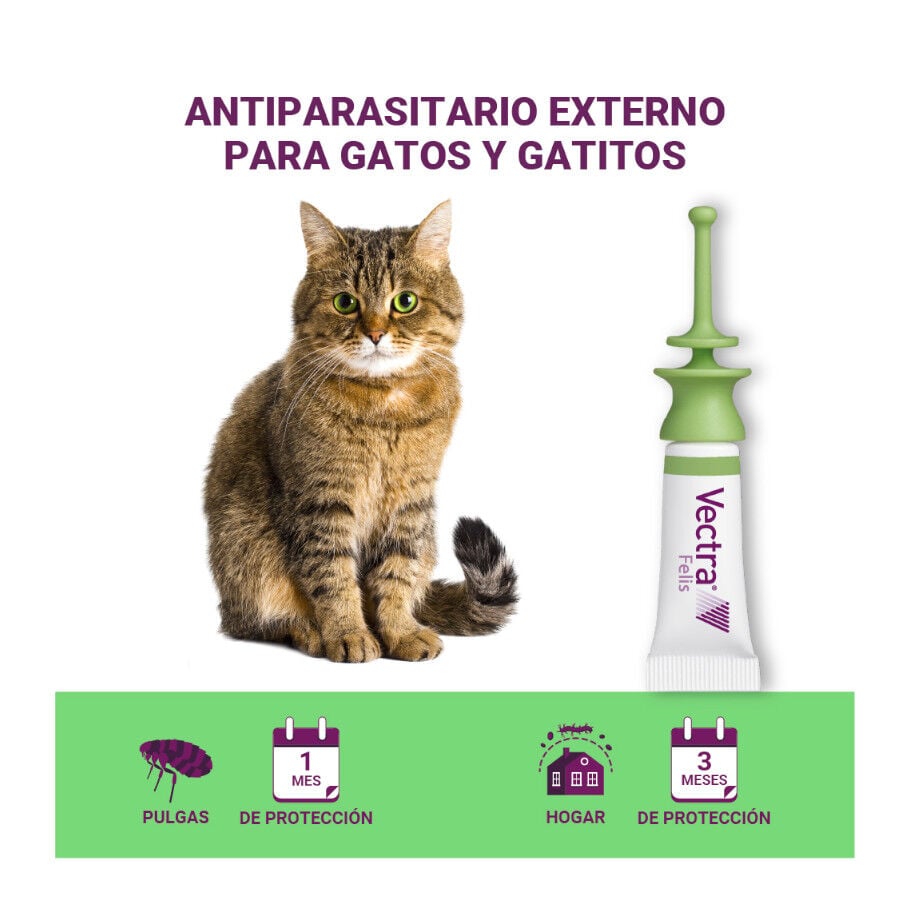 Antiparasitario externo Vectra Felis para gato Imagem n&uacute;mero 3