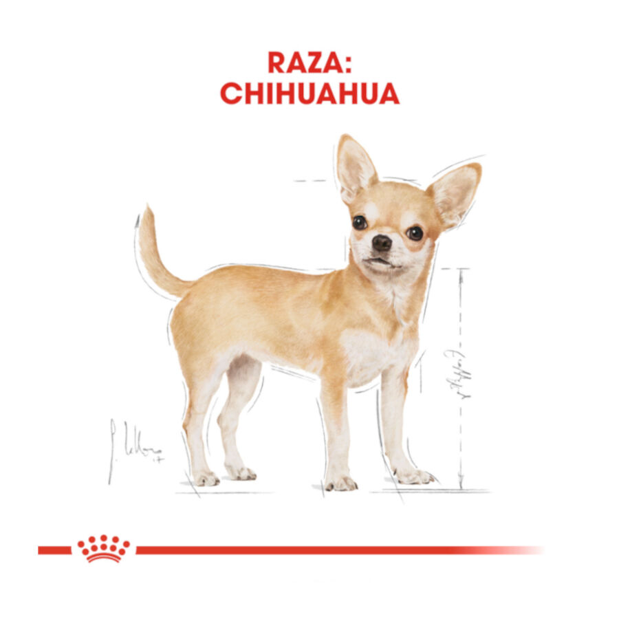 500 g Royal Canin Adult Chihuahua ra&ccedil;&atilde;o para c&atilde;es, , large Imagem n&uacute;mero 4