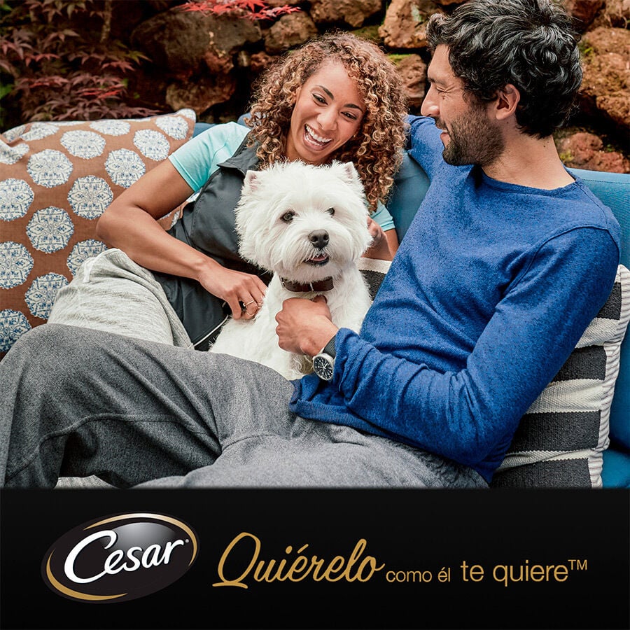 pienso_humedo_perros_cesar_pouche_senior_03_CES306102.jpg Imagem n&uacute;mero 6