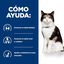1.5 kg Hill's Prescription Diet Thyroid Care y/d ração para gatos, , large Indicador imagem número 3