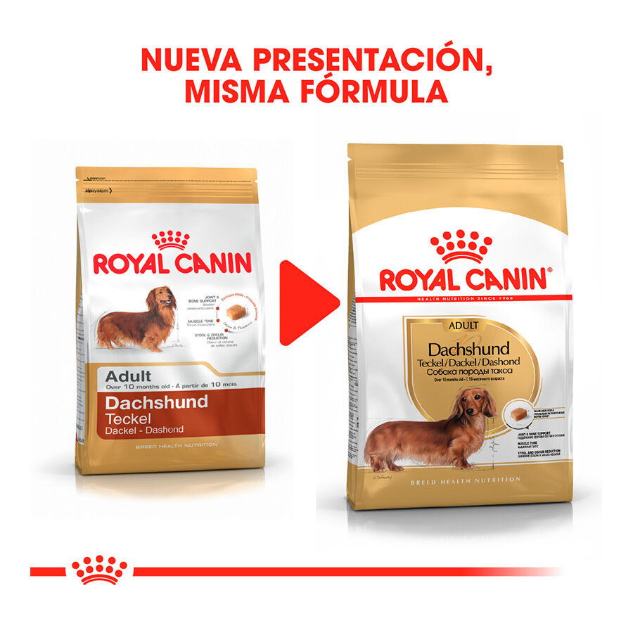7.5 kg Royal Canin Adult Dachshund ra&ccedil;&atilde;o para c&atilde;es, , large Imagem n&uacute;mero 3