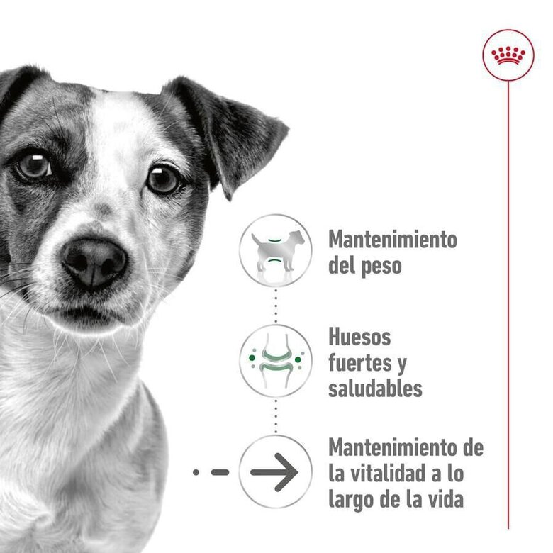 3.5 kg Royal Canin Mini 12+ Ageing ração para cães,  Imagem número 5 3.5 kg Royal Canin Mini 12+ Ageing ração para cães, , large Imagem número 5