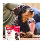 Beaphar FiproTec Pipetas Antiparasitárias para cães de raça pequena, , large image number null