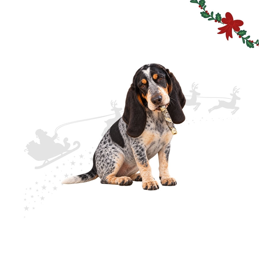 10 uns. Wonder Christmas Palitos de Peixe Snack para c&atilde;es, , large Imagem n&uacute;mero 1