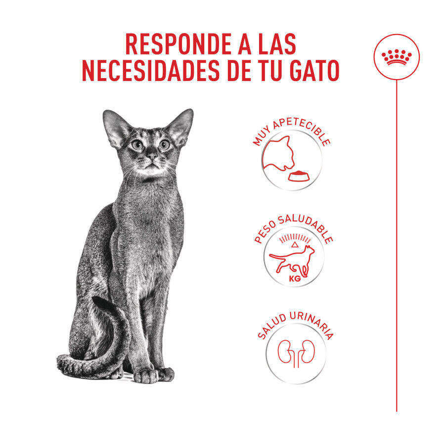 10 kg Royal Canin Fussy Exigent Ra&ccedil;&atilde;o de ave para gatos, , large Imagem n&uacute;mero 4