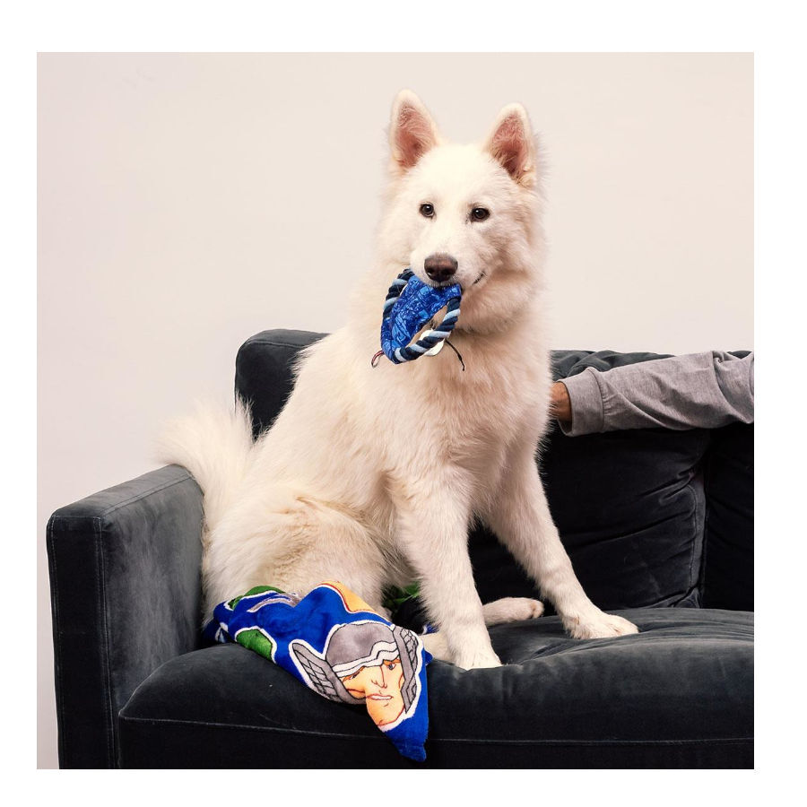 Marvel brinquedo disco com corda para c&atilde;es, , large Imagem n&uacute;mero 5