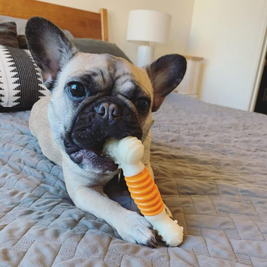 Nylabone Osso Mordedor Dent&aacute;rio com Sabor a Bacon para c&atilde;es, , large Imagem n&uacute;mero 2