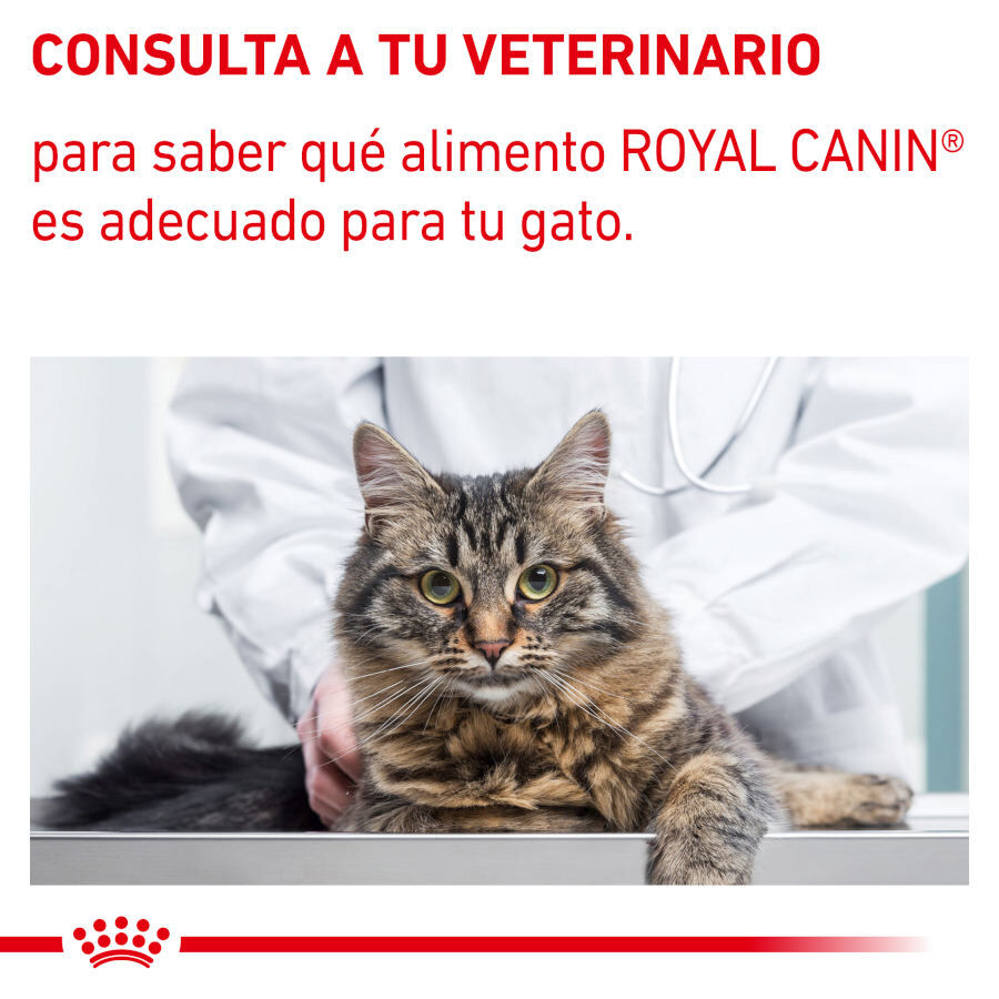 12 saquetas x 85 g Royal Canin Mature Consult Balance Pat&eacute; saqueta para gatos, , large Imagem n&uacute;mero 8