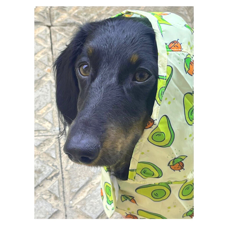 Dukier Avocado Impermeável para cães,  Imagem número 3 Dukier Avocado Impermeável para cães, , large Imagem número 3