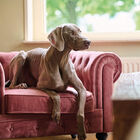 Beaphar Pipetas Relaxantes para cães, , large image number null