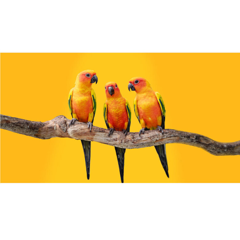 Beaphar XtraVital Mistura para cacatuas,  Imagem número 5 Beaphar XtraVital Mistura para cacatuas, , large Imagem número 5