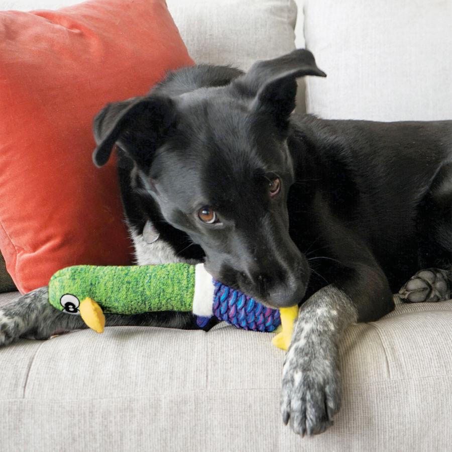 Kong Shakers Cuckoos P&aacute;ssaro de brinquedo para c&atilde;es, , large Imagem n&uacute;mero 4