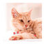 Beaphar Kit dentário para cães, , large Indicador imagem número 6