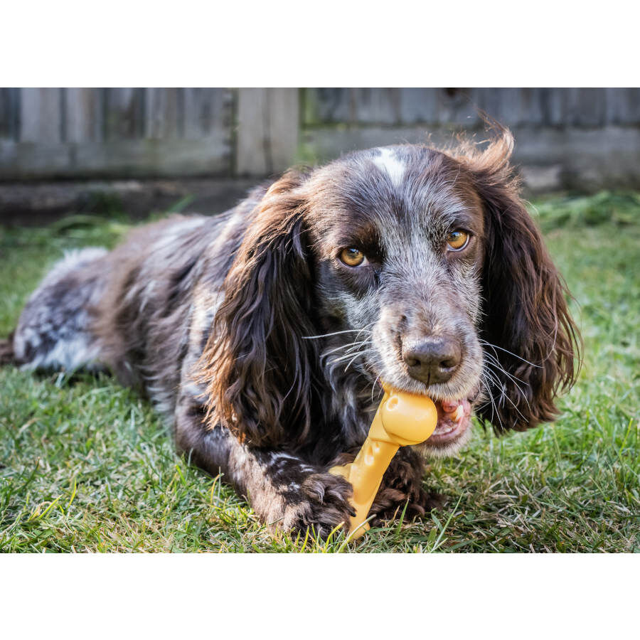 Nylabone Osso Mordedor Resistente com Sabor a Queijo para c&atilde;es, , large Imagem n&uacute;mero 2