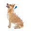 Beaphar Caniguard Duo Pipetas para cães mini, , large Indicador imagem número 3