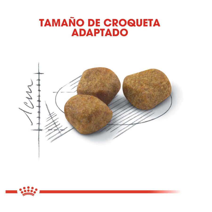 3.5 kg Royal Canin Home Life Indoor 7+ ra&ccedil;&atilde;o para gatos, , large Imagem n&uacute;mero 4