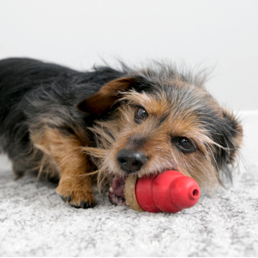 M &nbsp;Kong Cogumelo Marathon sabor a Frango para c&atilde;es, , large Imagem n&uacute;mero 3