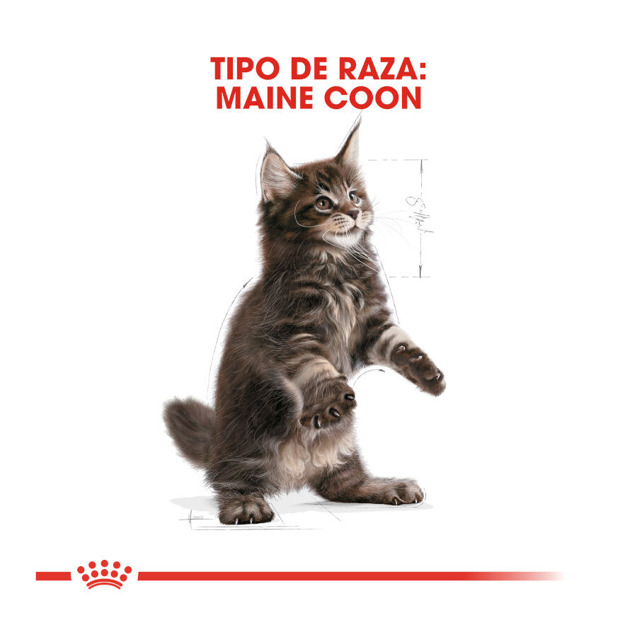 10 kg Royal Canin Kitten Maine Coon ra&ccedil;&atilde;o para gatinhos, , large Imagem n&uacute;mero 4