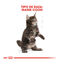 10 kg Royal Canin Kitten Maine Coon ração para gatinhos, , large Indicador imagem número 4